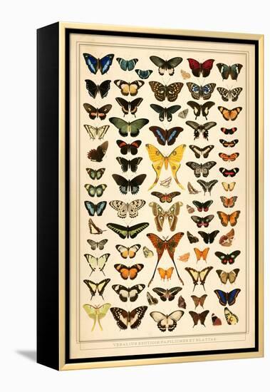 Array of Butterflies and Moths-null-Framed Stretched Canvas