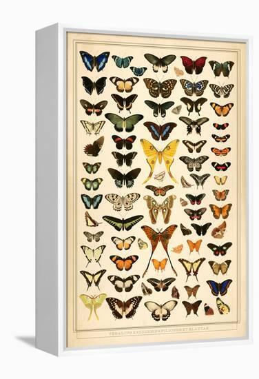 Array of Butterflies and Moths-null-Framed Stretched Canvas