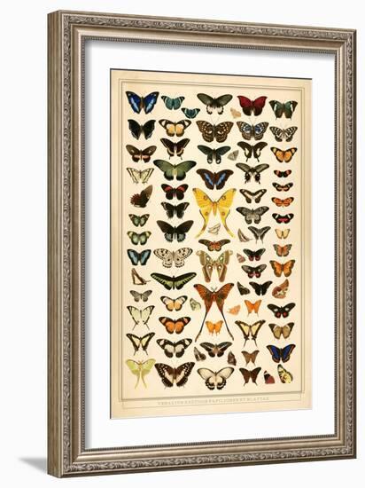 Array of Butterflies and Moths-null-Framed Art Print