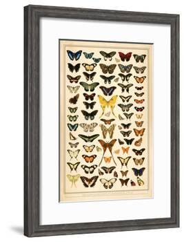 Array of Butterflies and Moths-null-Framed Art Print
