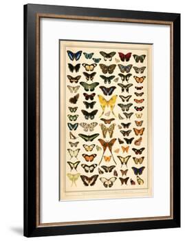 Array of Butterflies and Moths-null-Framed Art Print