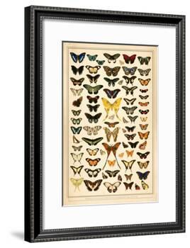 Array of Butterflies and Moths-null-Framed Art Print