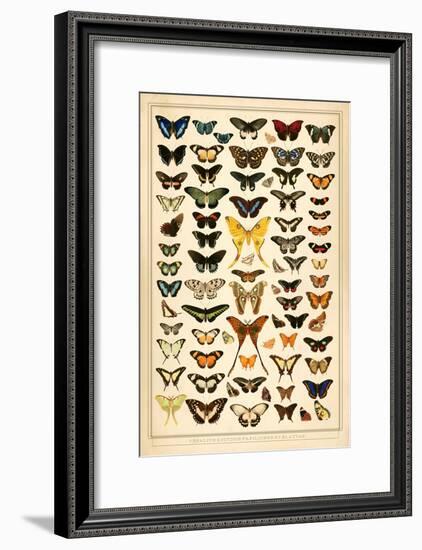 Array of Butterflies and Moths-null-Framed Art Print