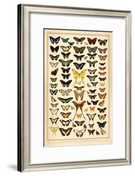 Array of Butterflies and Moths-null-Framed Art Print
