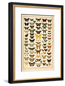 Array of Butterflies and Moths-null-Framed Art Print