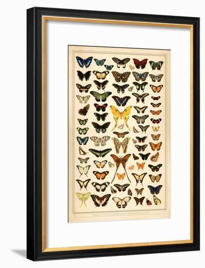 Array of Butterflies and Moths-null-Framed Art Print