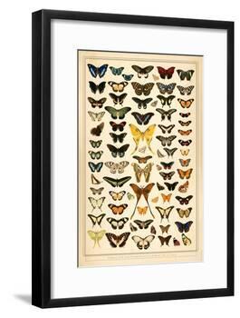 Array of Butterflies and Moths-null-Framed Art Print