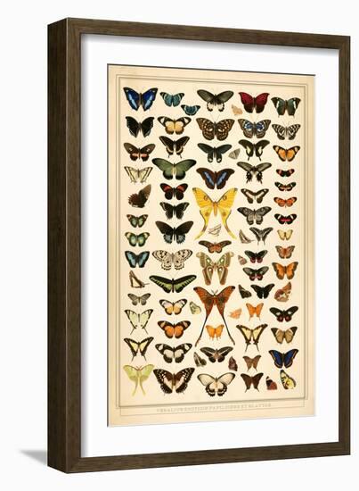 Array of Butterflies and Moths-null-Framed Art Print