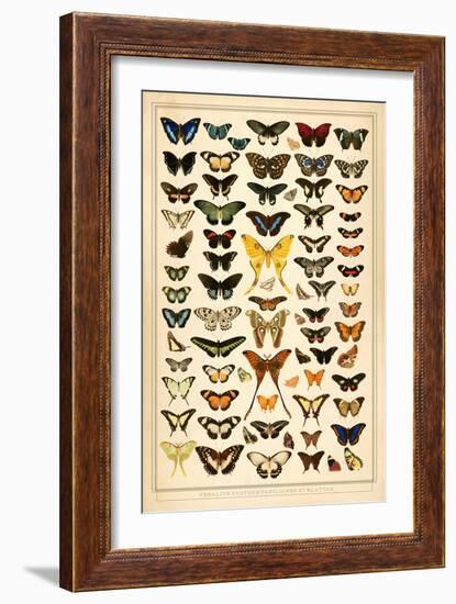 Array of Butterflies and Moths-null-Framed Art Print