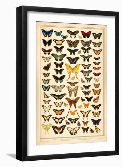 Array of Butterflies and Moths-null-Framed Art Print