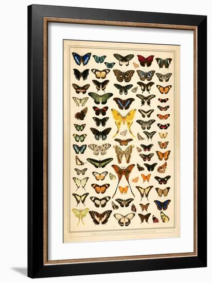 Array of Butterflies and Moths-null-Framed Art Print