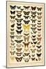 Array of Butterflies and Moths-null-Mounted Art Print