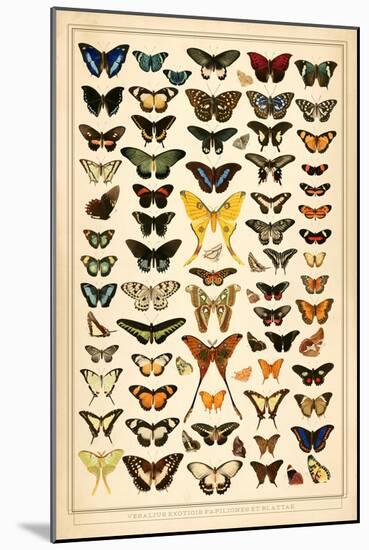 Array of Butterflies and Moths-null-Mounted Art Print