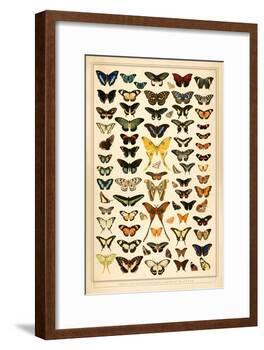 Array of Butterflies and Moths-null-Framed Art Print