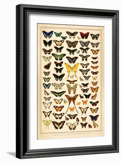 Array of Butterflies and Moths-null-Framed Art Print