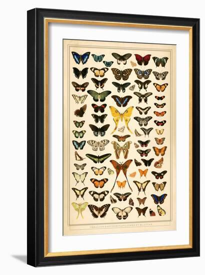 Array of Butterflies and Moths-null-Framed Art Print