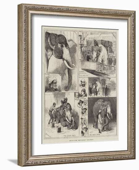 Arrival of the White Elephant from Burmah-Alfred Courbould-Framed Giclee Print