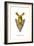 Arrow-Head, 1923-null-Framed Giclee Print