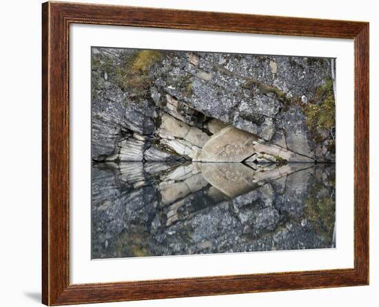 Arrowhead in Horseshoe Lake, Jasper Nat'l Park, UNESCO World Heritage Site, Alberta, Canada-James Hager-Framed Photographic Print