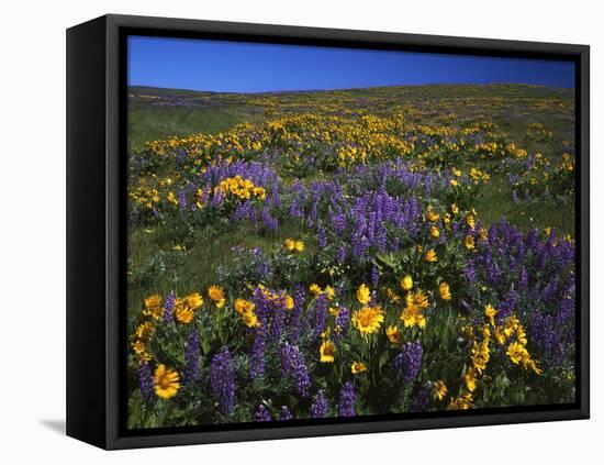 Arrowleaf Balsam Root, Lupine, Columbia Hills Sp, Washington, USA-Charles Gurche-Framed Premier Image Canvas