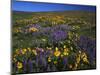 Arrowleaf Balsam Root, Lupine, Columbia Hills Sp, Washington, USA-Charles Gurche-Mounted Photographic Print