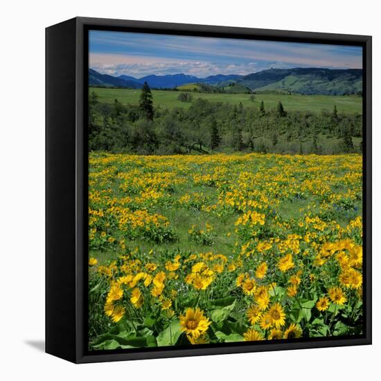 Arrowleaf Balsam Root, Tom Mccall Nature Preserve, Oregon, USA-Charles Gurche-Framed Premier Image Canvas