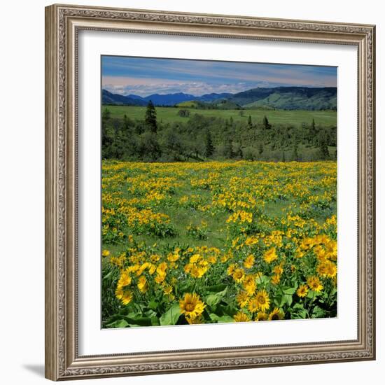 Arrowleaf Balsam Root, Tom Mccall Nature Preserve, Oregon, USA-Charles Gurche-Framed Photographic Print