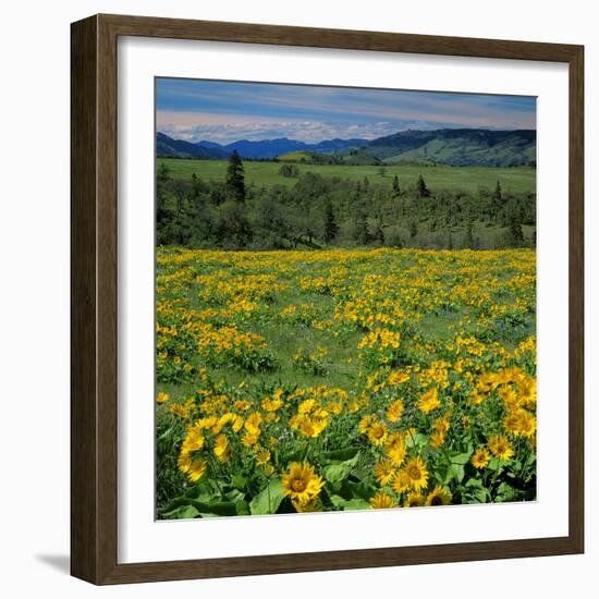 Arrowleaf Balsam Root, Tom Mccall Nature Preserve, Oregon, USA-Charles Gurche-Framed Photographic Print