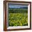 Arrowleaf Balsam Root, Tom Mccall Nature Preserve, Oregon, USA-Charles Gurche-Framed Photographic Print