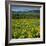 Arrowleaf Balsam Root, Tom Mccall Nature Preserve, Oregon, USA-Charles Gurche-Framed Photographic Print