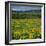 Arrowleaf Balsam Root, Tom Mccall Nature Preserve, Oregon, USA-Charles Gurche-Framed Photographic Print