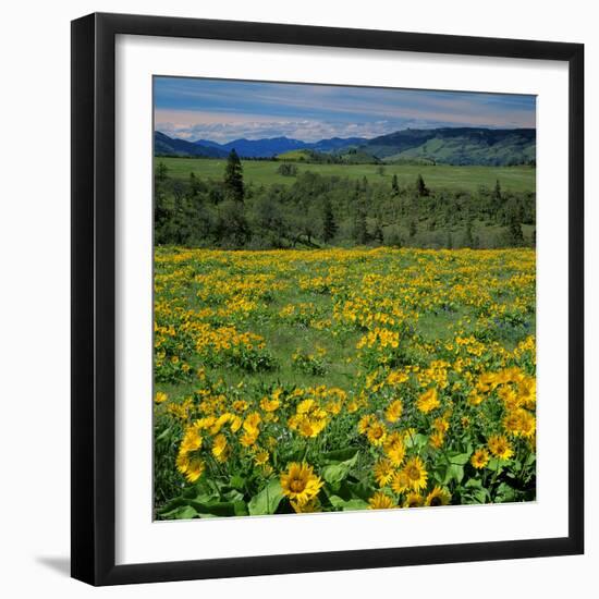 Arrowleaf Balsam Root, Tom Mccall Nature Preserve, Oregon, USA-Charles Gurche-Framed Photographic Print