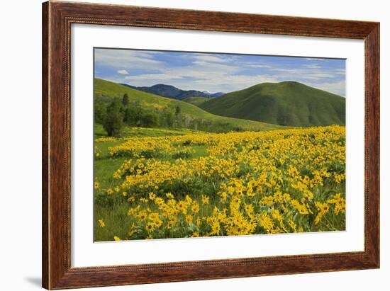 Arrowleaf Balsam Root, Winthrop, Methow Valley, Washington, USA-Charles Gurche-Framed Photographic Print