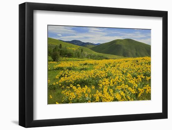 Arrowleaf Balsam Root, Winthrop, Methow Valley, Washington, USA-Charles Gurche-Framed Photographic Print