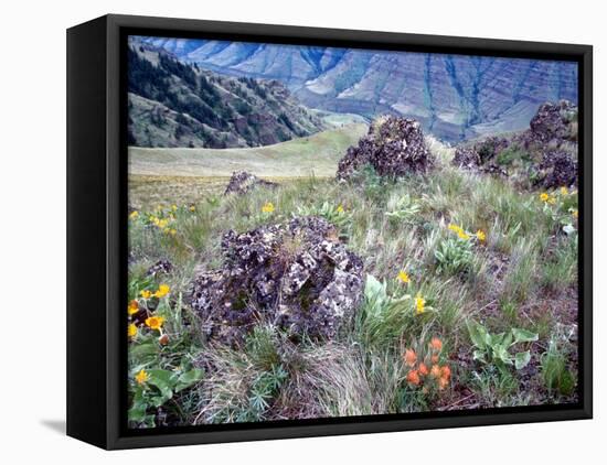 Arrowleaf Balsamroot and Indian Paintbrush, Imnaha River Canyon Rim, Oregon, USA-William Sutton-Framed Premier Image Canvas