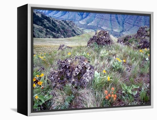 Arrowleaf Balsamroot and Indian Paintbrush, Imnaha River Canyon Rim, Oregon, USA-William Sutton-Framed Premier Image Canvas