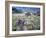 Arrowleaf Balsamroot and Indian Paintbrush, Imnaha River Canyon Rim, Oregon, USA-William Sutton-Framed Photographic Print