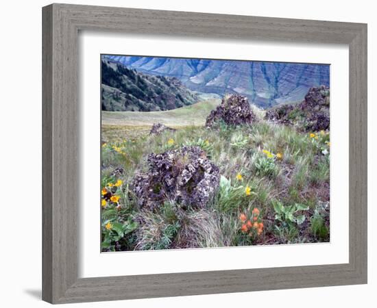 Arrowleaf Balsamroot and Indian Paintbrush, Imnaha River Canyon Rim, Oregon, USA-William Sutton-Framed Photographic Print