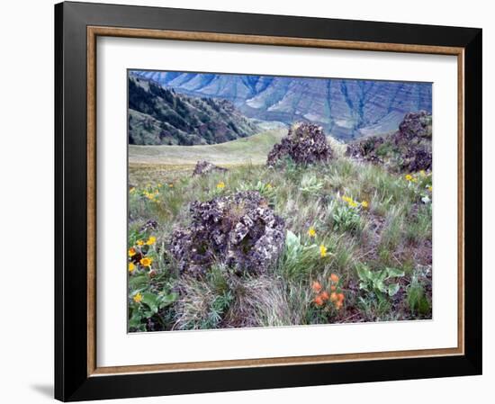 Arrowleaf Balsamroot and Indian Paintbrush, Imnaha River Canyon Rim, Oregon, USA-William Sutton-Framed Photographic Print