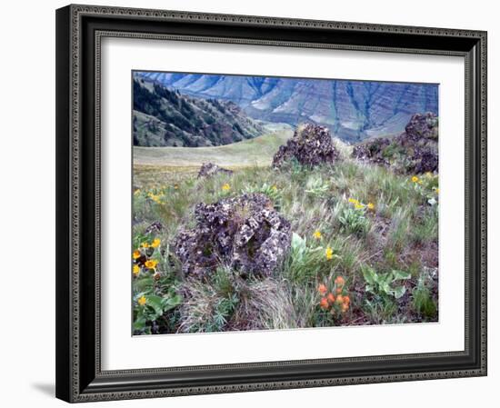 Arrowleaf Balsamroot and Indian Paintbrush, Imnaha River Canyon Rim, Oregon, USA-William Sutton-Framed Photographic Print