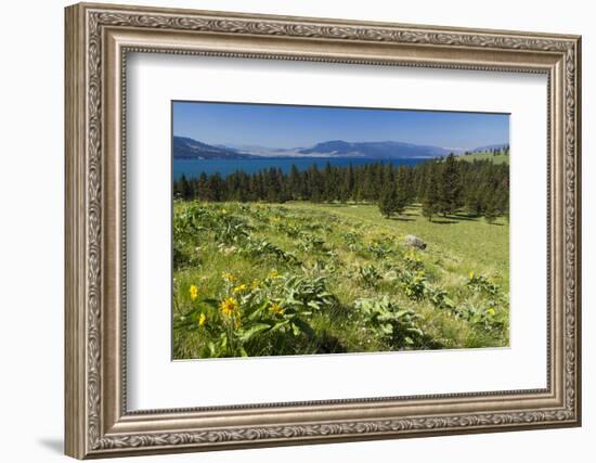 Arrowleaf Balsamroot Blooming on Wild Horse Island State Park, Montana, USA-Chuck Haney-Framed Photographic Print