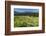 Arrowleaf Balsamroot Blooming on Wild Horse Island State Park, Montana, USA-Chuck Haney-Framed Photographic Print