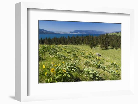 Arrowleaf Balsamroot Blooming on Wild Horse Island State Park, Montana, USA-Chuck Haney-Framed Photographic Print