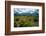 Arrowleaf balsamroot, Grand Tetons, Grand Teton National Park, Wyoming, USA-Roddy Scheer-Framed Photographic Print