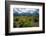Arrowleaf balsamroot, Grand Tetons, Grand Teton National Park, Wyoming, USA-Roddy Scheer-Framed Photographic Print