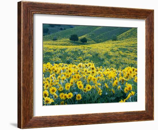 Arrowleaf Balsamroot in Bloom, Foothills of Bear River Range Above Cache Valley, Utah, Usa-Scott T^ Smith-Framed Photographic Print