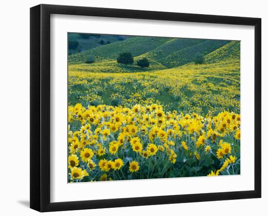 Arrowleaf Balsamroot in Bloom, Foothills of Bear River Range Above Cache Valley, Utah, Usa-Scott T^ Smith-Framed Photographic Print