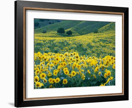 Arrowleaf Balsamroot in Bloom, Foothills of Bear River Range Above Cache Valley, Utah, Usa-Scott T^ Smith-Framed Photographic Print