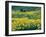 Arrowleaf Balsamroot in Bloom, Foothills of Bear River Range Above Cache Valley, Utah, Usa-Scott T^ Smith-Framed Photographic Print