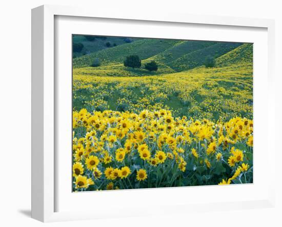 Arrowleaf Balsamroot in Bloom, Foothills of Bear River Range Above Cache Valley, Utah, Usa-Scott T^ Smith-Framed Photographic Print